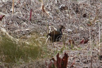 Common Moorhen Teganuma Sun, 3/3/2024