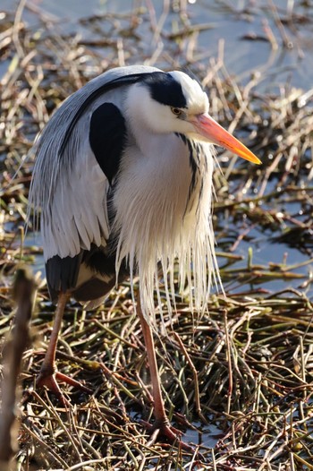 Grey Heron Koyaike Park Sun, 3/3/2024