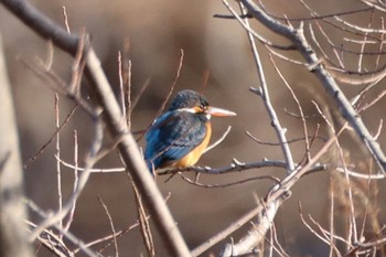 Common Kingfisher Koyaike Park Sun, 3/3/2024