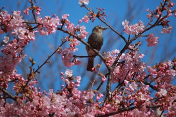 Brown-eared Bulbul Teganuma Sun, 3/3/2024