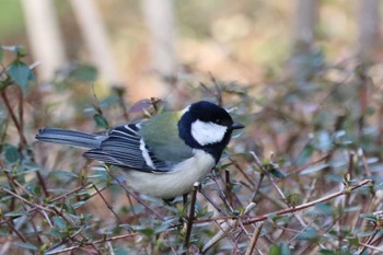 シジュウカラ 昆陽池公園 2024年3月3日(日)