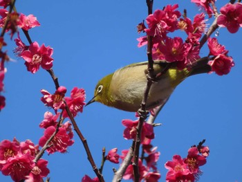 メジロ 大池親水公園 2024年3月3日(日)