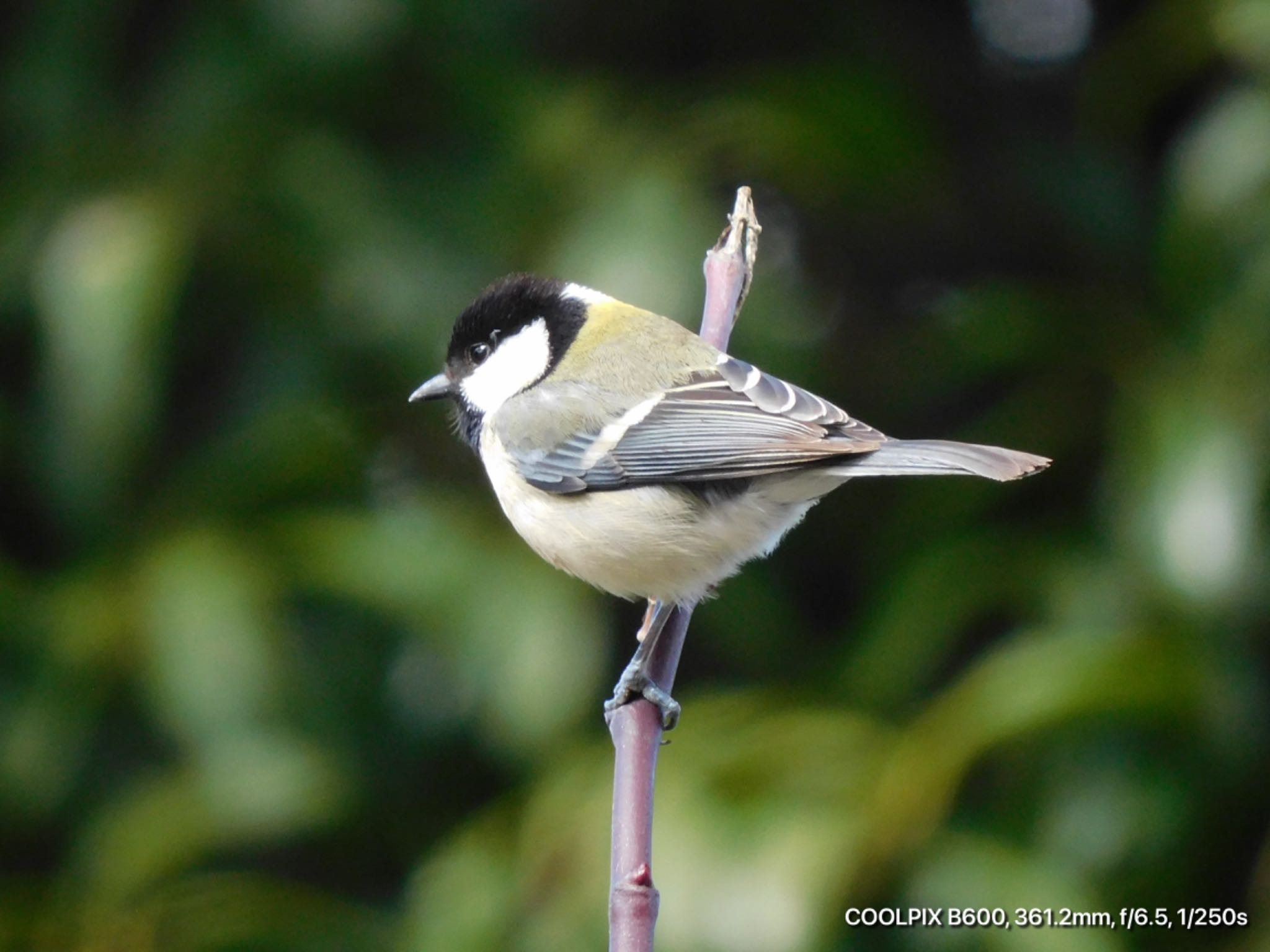 Photo of Japanese Tit at  by けー