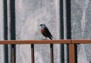 Blue Rock Thrush 千葉県松戸市国分川 Sun, 3/3/2024