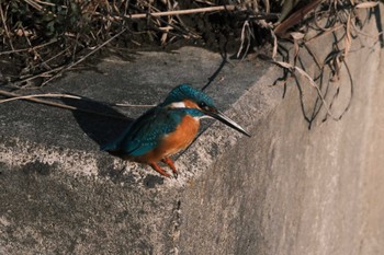 Common Kingfisher 千葉県松戸市国分川 Sun, 3/3/2024