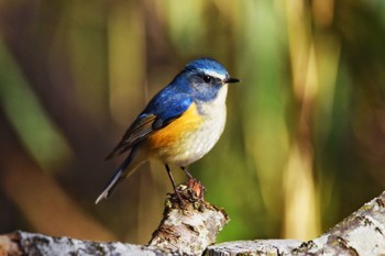 Red-flanked Bluetail Akashi Park Sat, 3/2/2024