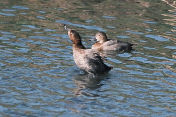 Common Pochard 千葉県松戸市国分川 Sun, 3/3/2024