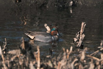 Green-winged Teal 千葉県松戸市国分川 Sun, 3/3/2024