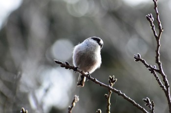 Long-tailed Tit Akashi Park Sat, 2/17/2024