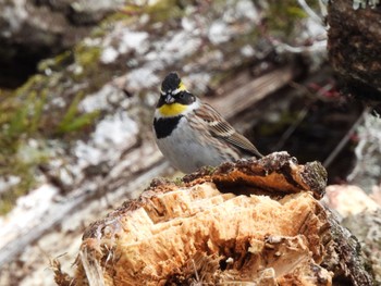 Yellow-throated Bunting 丸火自然公園 Sun, 3/3/2024