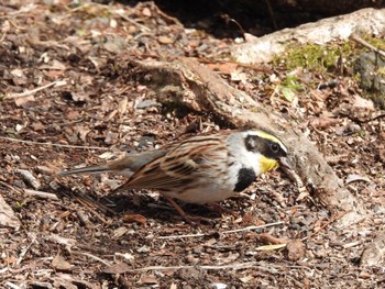 Yellow-throated Bunting 丸火自然公園 Sun, 3/3/2024