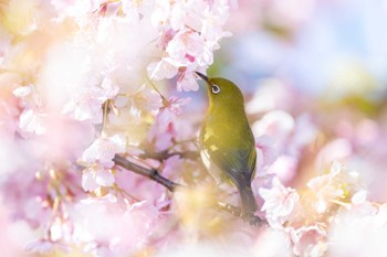 メジロ 六郷橋緑地 2024年3月3日(日)