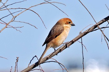 モズ 荒川・砂町水辺公園(東京都江東区) 2024年3月3日(日)