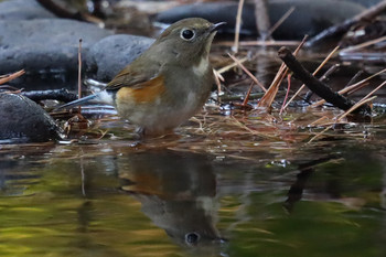 Red-flanked Bluetail 東京都多摩地域 Sat, 12/1/2018