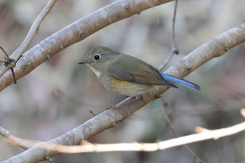 Red-flanked Bluetail 四季の森公園(横浜市緑区) Sun, 3/3/2024