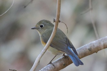 Red-flanked Bluetail 四季の森公園(横浜市緑区) Sun, 3/3/2024