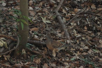 Oriental Turtle Dove 四季の森公園(横浜市緑区) Sun, 3/3/2024