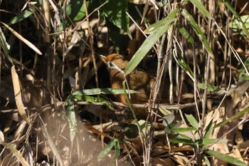 ガビチョウ 四季の森公園(横浜市緑区) 2024年3月3日(日)