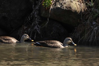 Eastern Spot-billed Duck 四季の森公園(横浜市緑区) Sun, 3/3/2024