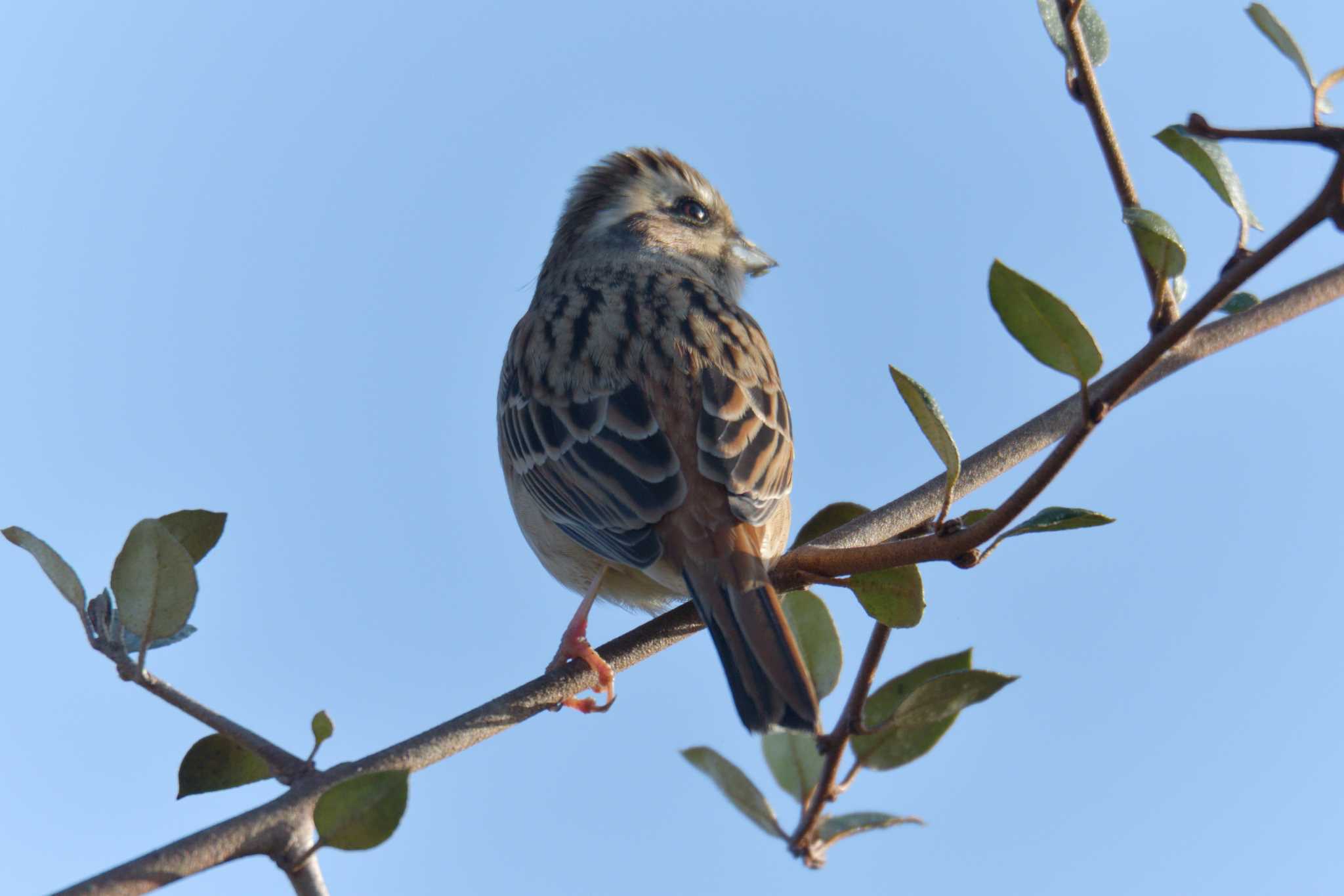 Meadow Bunting