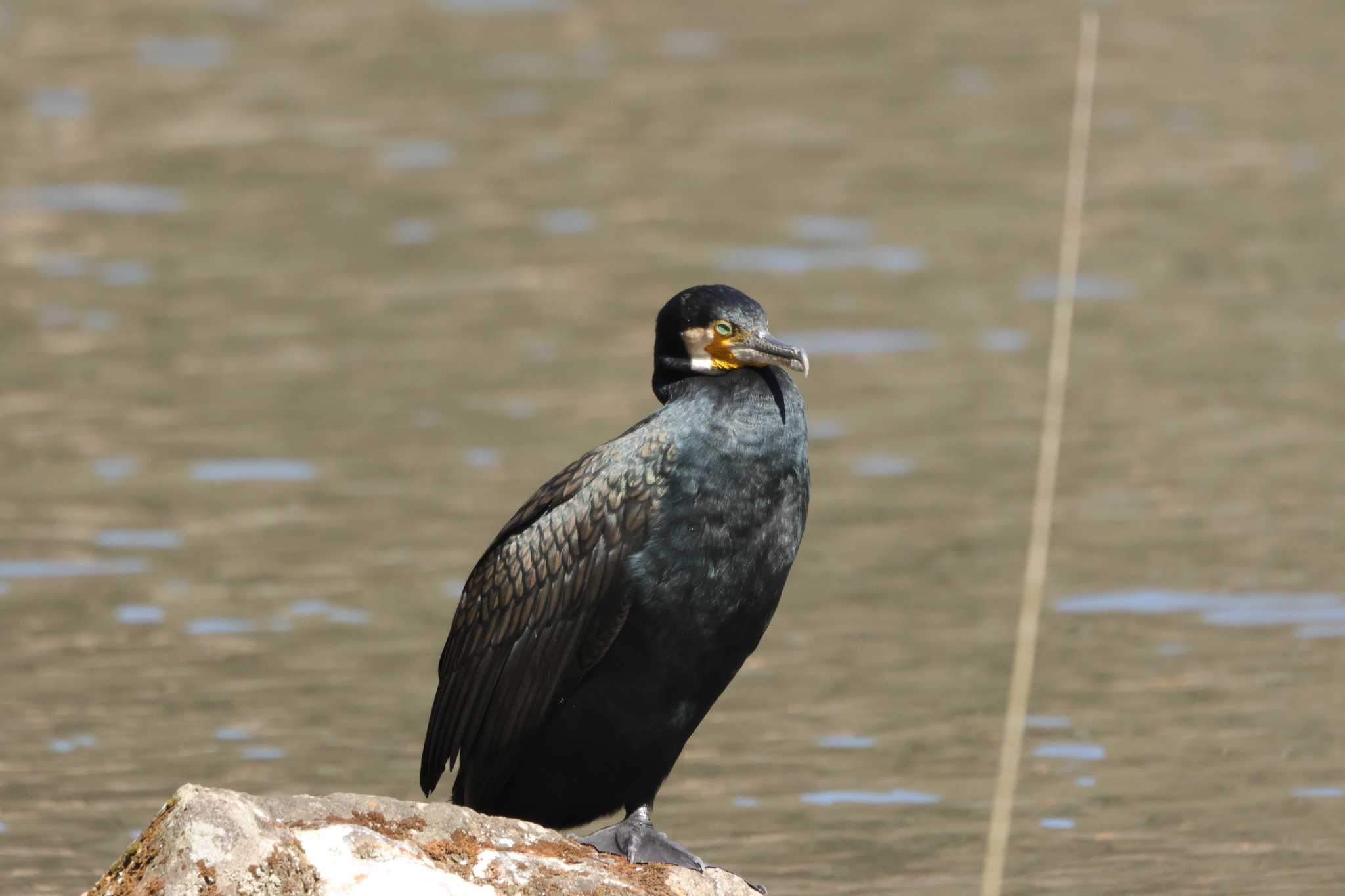 Photo of Great Cormorant at 四季の森公園(横浜市緑区) by 烏山トリ太郎