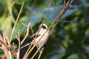 Long-tailed Tit 四季の森公園(横浜市緑区) Sun, 3/3/2024