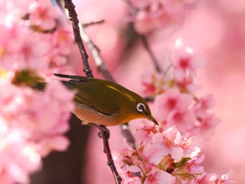 Warbling White-eye Kasai Rinkai Park Sun, 3/3/2024