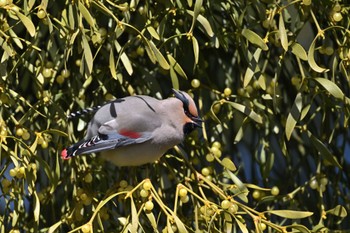 Japanese Waxwing 大室公園 Sun, 3/3/2024