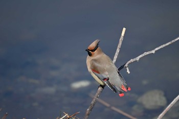 Japanese Waxwing 大室公園 Sun, 3/3/2024