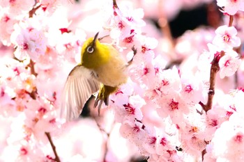 メジロ 小石川植物園 2024年3月3日(日)