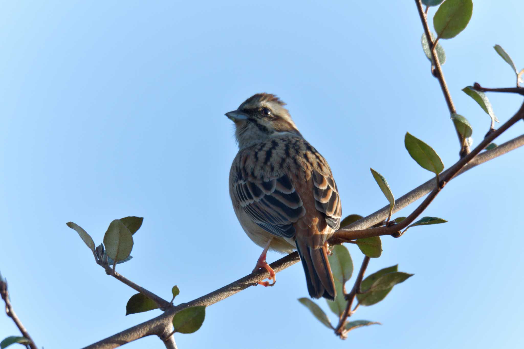 Meadow Bunting