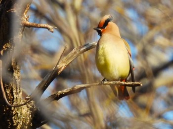 Japanese Waxwing Akigase Park Sun, 3/3/2024