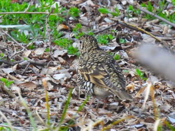 White's Thrush Akigase Park Sun, 3/3/2024