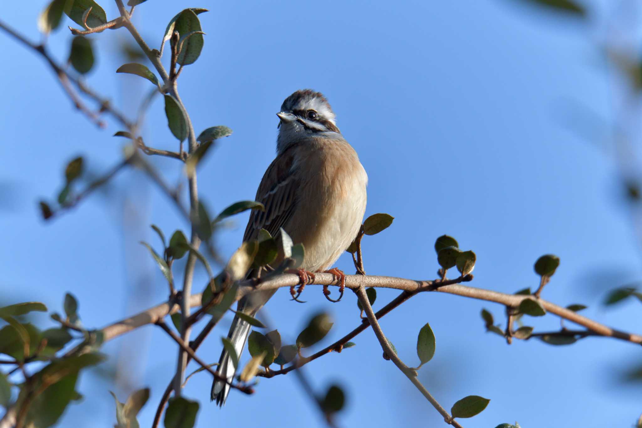 Meadow Bunting