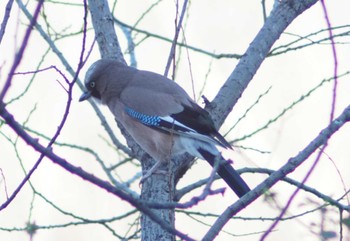 2024年3月3日(日) 芝川第一調節池(芝川貯水池)の野鳥観察記録