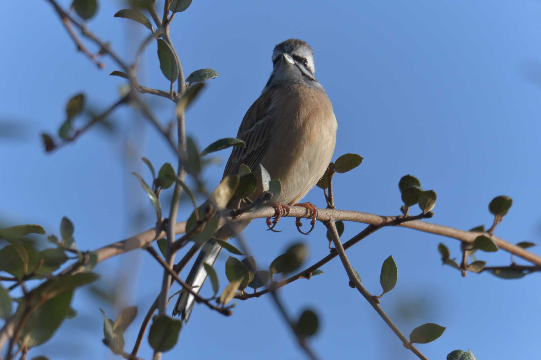 Meadow Bunting
