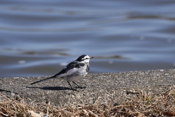 White Wagtail(alba) Mizumoto Park Sun, 3/3/2024