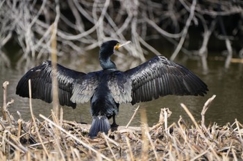 Great Cormorant Mizumoto Park Sun, 3/3/2024