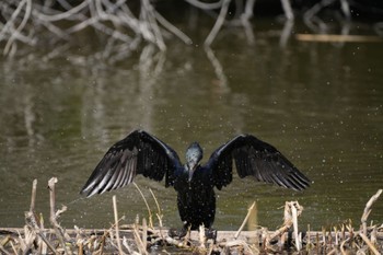 カワウ 水元公園 2024年3月3日(日)