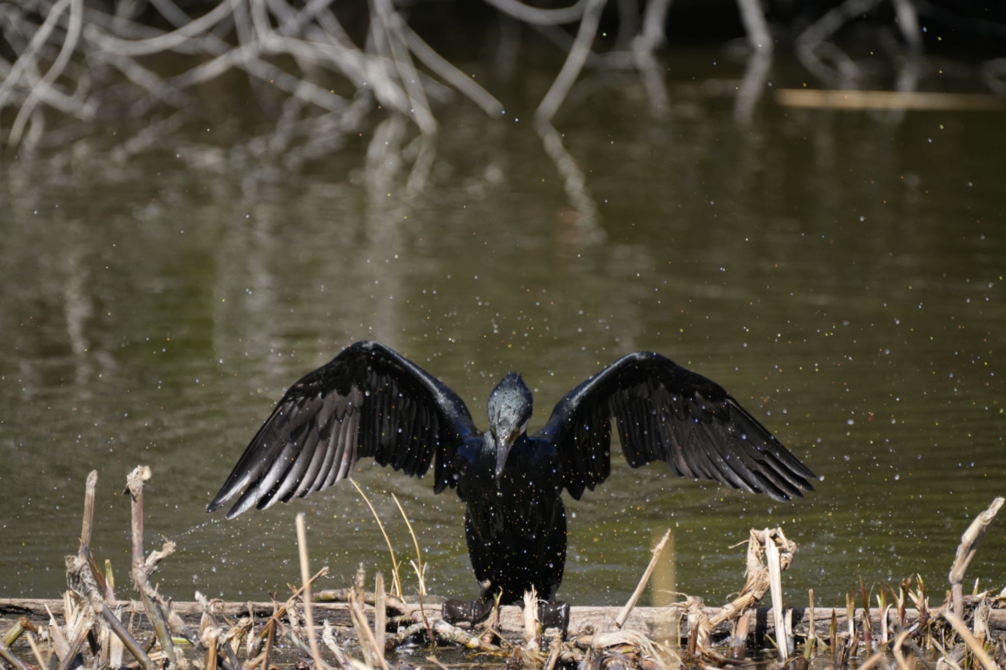 Photo of Great Cormorant at Mizumoto Park by ふうちゃんぱぱ