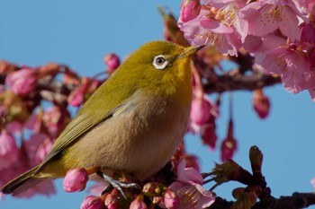 Warbling White-eye 大阪府 Sat, 3/2/2024