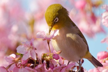 Warbling White-eye 大阪府 Sat, 3/2/2024