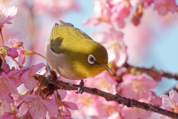 Warbling White-eye 大阪府 Sat, 3/2/2024