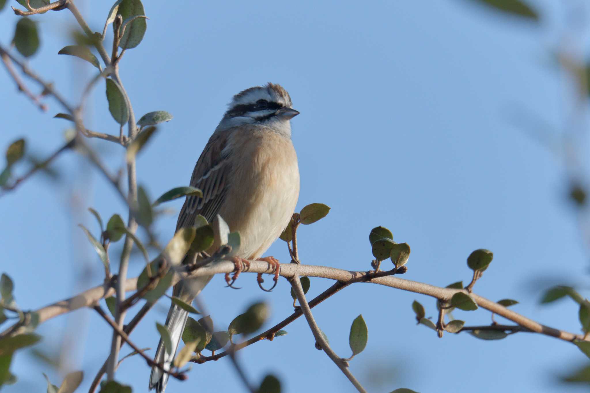 Meadow Bunting