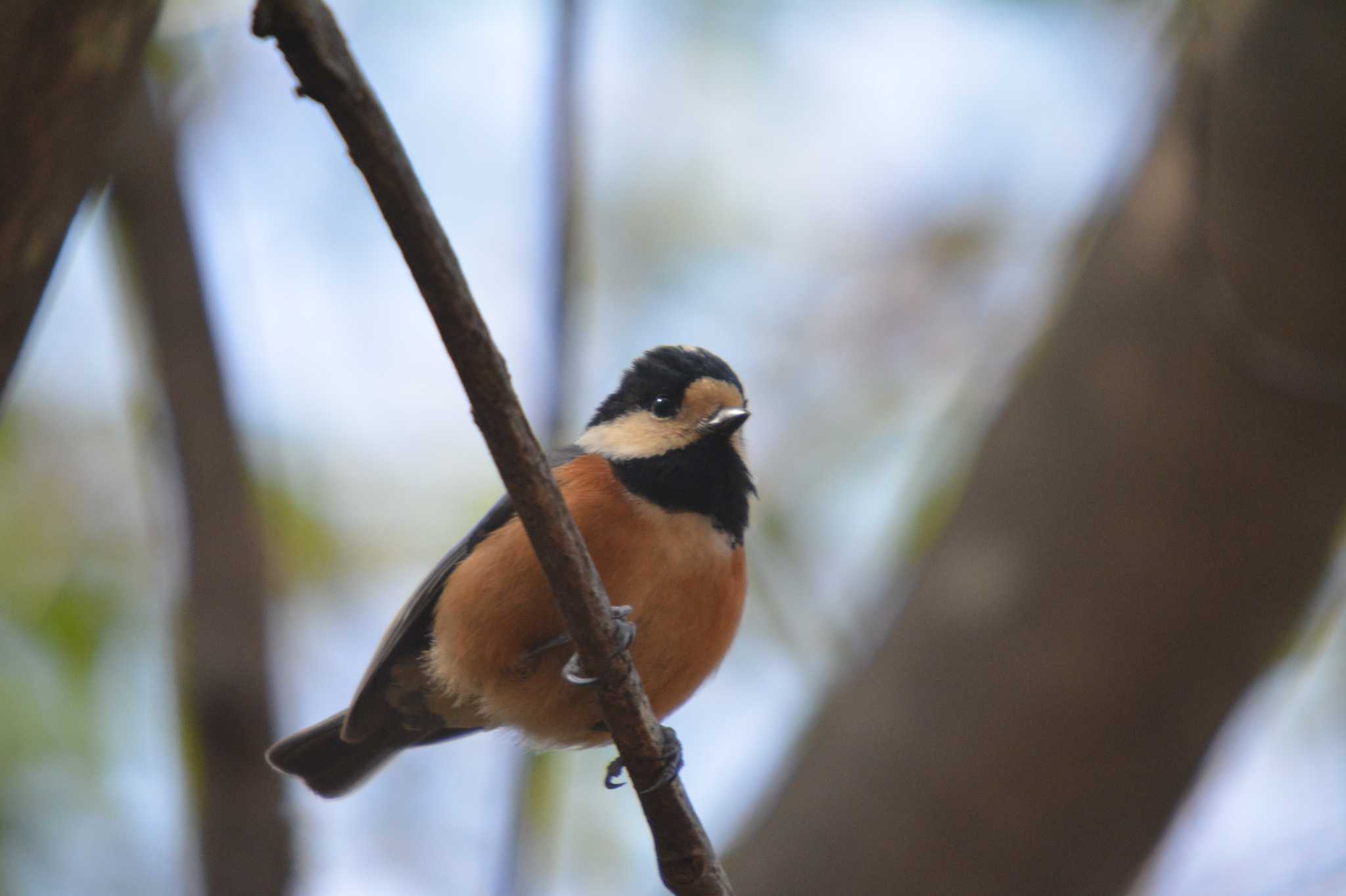 Photo of Varied Tit at 各務野自然遺産の森 by noel2023