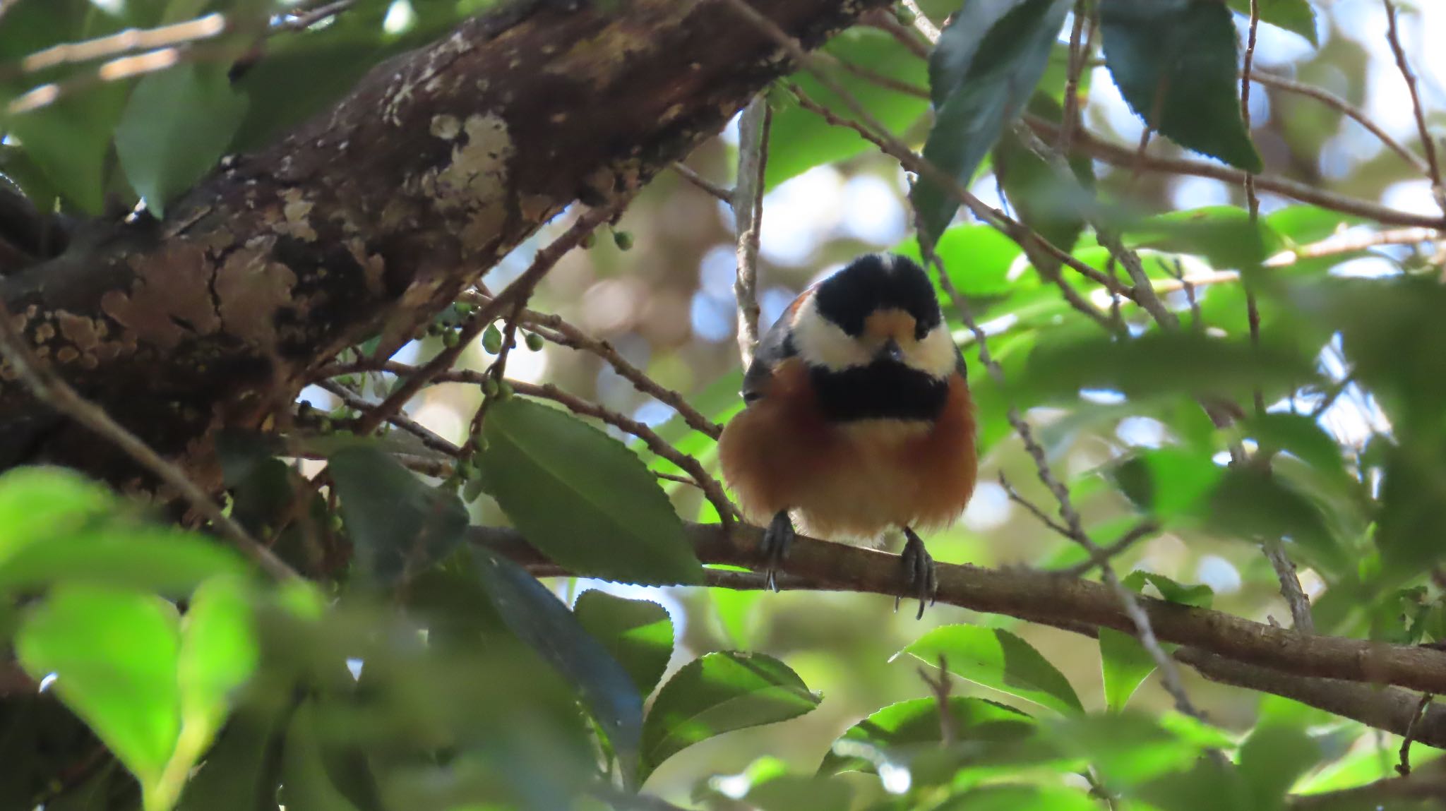 Photo of Varied Tit at Mt. Tsukuba by Koutoku