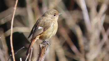 Daurian Redstart Mt. Tsukuba Sun, 3/3/2024