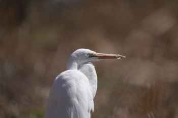 Great Egret Mizumoto Park Sun, 3/3/2024