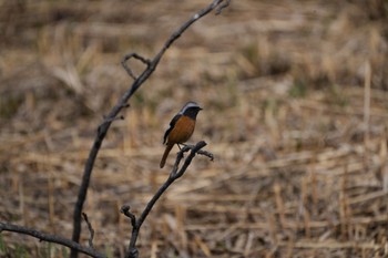 Daurian Redstart Mizumoto Park Sun, 3/3/2024