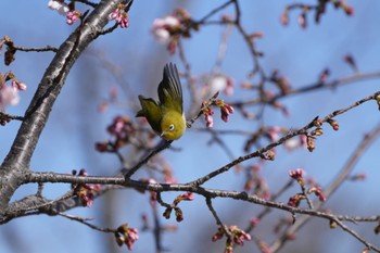 Warbling White-eye Mizumoto Park Sun, 3/3/2024